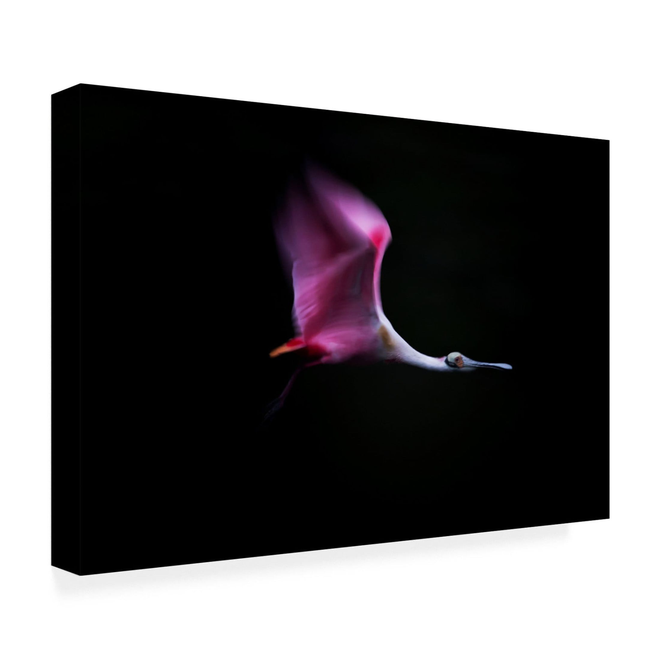 Canvas Wall Art - Andrea Haase Chang 'Rose In The Air' Wall Art for Living Room, Bedroom, or Office D?cor by Trademark Fine Art - 47 x 30 Inches