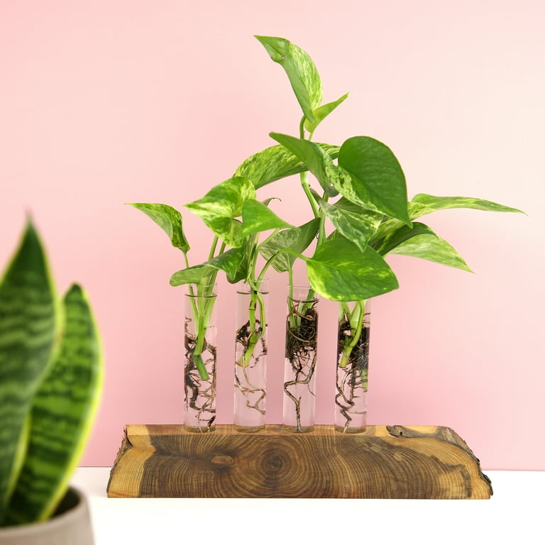 Plentiful Pothos & Philodendron Plants (6-pack) - Easy Live House Plant  Care - 2in. Grow Pots - Filtered Sun - Element by Altman Plants