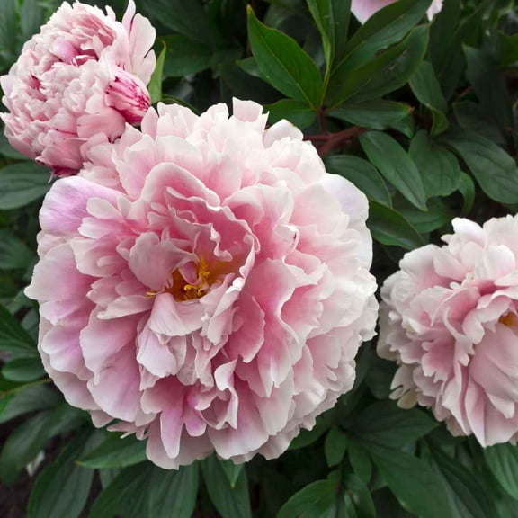 Outsidepride 10000 Peony Poppy Flower Seeds, Pale Rose