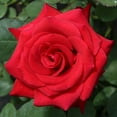 thumbnail image 3 of Heirloom Roses - Kardinal™ Hybrid Tea Rose Bush - Red Rose Plant, 3 of 4