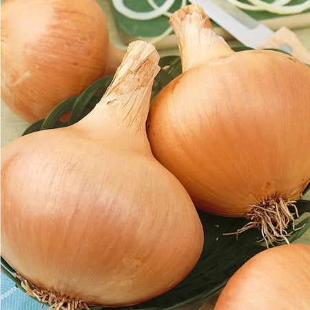 Organic Texas Grano 502 Onion Seeds - 2 g Packet ~500 Seeds - Heirloom Non-GMO Vegetable Garden Seeds - Allium cepa