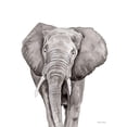 thumbnail image 3 of Nieman, Rachel 19x24 Black Modern Framed Museum Art Print Titled - Safari Elephant Peek-a-boo, 3 of 5