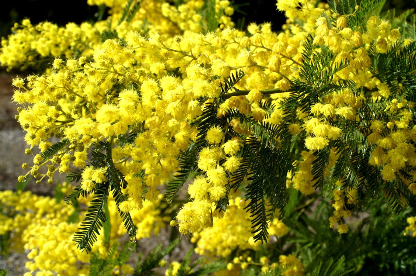 Acacia Dealbata Tree Live Plant 4-6" Tall  in Gal pot, Silver Wattle Mimosa Fragrant Bush Fast-growing, Ornamental Tree