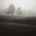 thumbnail image 3 of Cook, Jamie 15x15 Black Modern Framed Museum Art Print Titled - Fog Tree Study II, 3 of 5