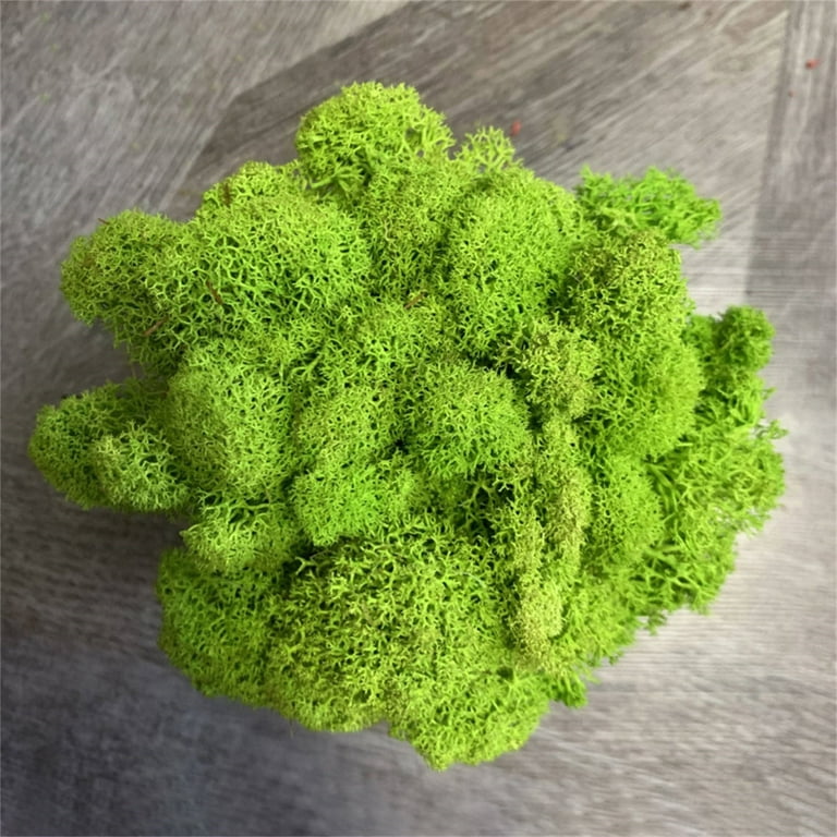 JeashCHAT Clearance Artificial Green Moss for Fairy Gardens, Terrariums,  Any Craft or Floral Project or Wedding Other Arts, Green Plant Immortal  Fake