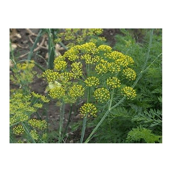 Dill Dukat Great Garden Herb by Seed Kingdom BULK1 Lb Seeds