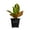 1 Plant, variant on Croton Petra - Live Starter Plant in a 3 Inch Growers Pot - Codiaeum Variegatum 'Petra' - Beautiful Colorful Tropical Indoor Houseplant