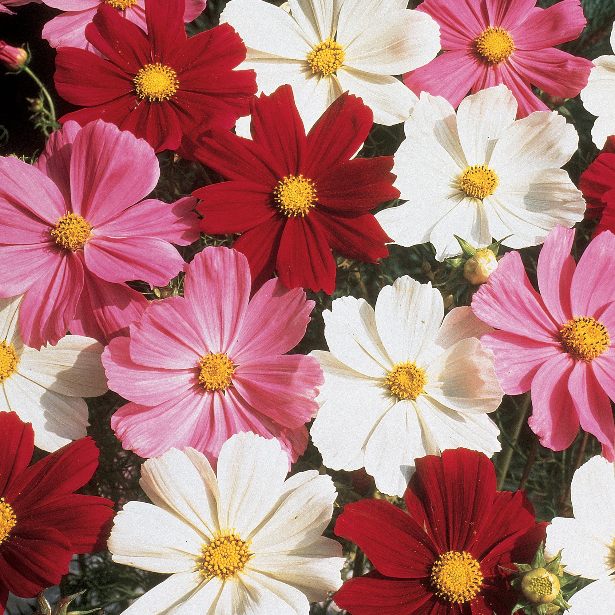 Burpee Gazebo Mixed Colors Cosmos Flower Seed, 1-Pack