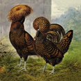 thumbnail image 2 of Wright, Lewis 15x15 Gold Ornate Wood Framed with Double Matting Museum Art Print Titled - Chickens: Gold Spangled Polish, 2 of 4