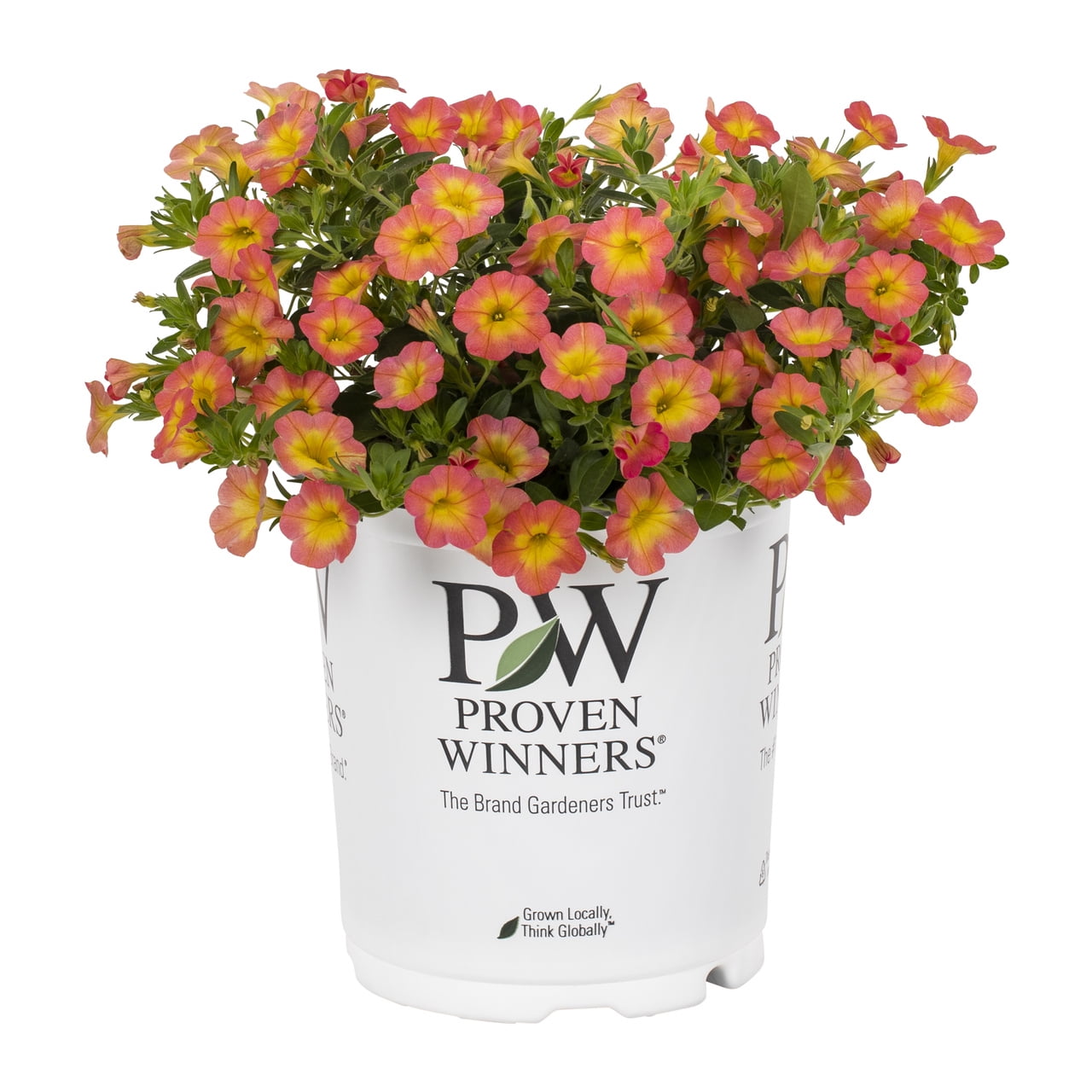 Proven Winners 1.5PT Coral Calibrachoa Live Annual Plant Sun 5-Pack