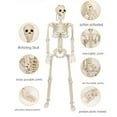 thumbnail image 6 of Halloween Skeleton Decor - 35 Inches, Full Body Posable Joints Hanging Skeletons for Halloween Decorations, Graveyard Props, Haunted House Accessories, Spooky Scene Party Favors, 6 of 7
