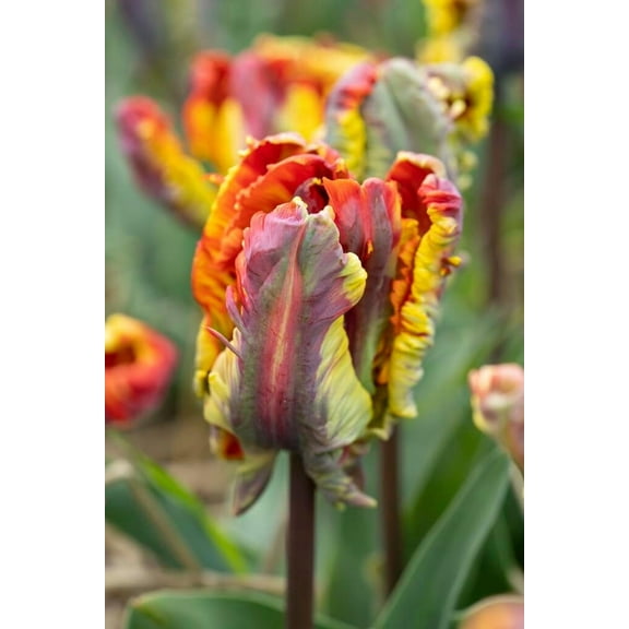 Rasta Parrot Tulip Bulbs for Planting (5 Bulbs)