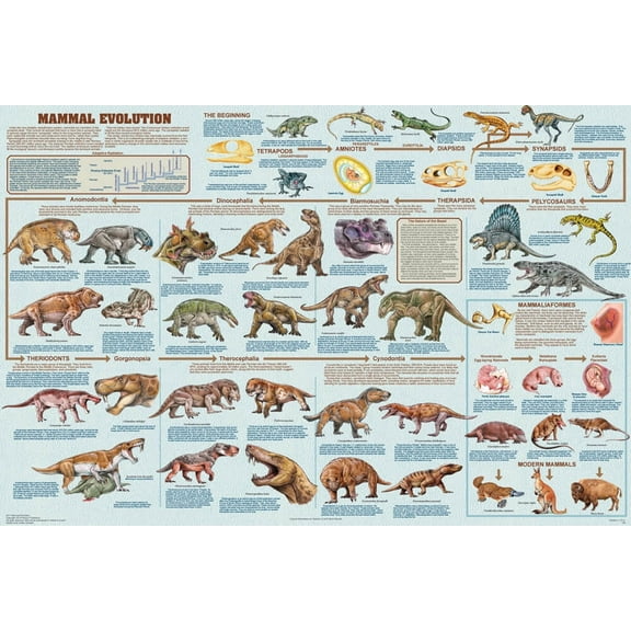 Feenixx Mammal Evolution Educational Science Classroom Poster 36x24