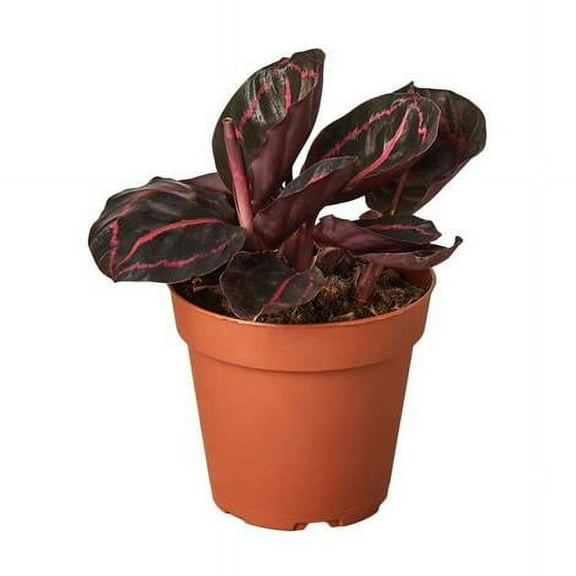 House Plant Dropship 170-041-014-011 4 in. Calathea Dottie Pot Plant