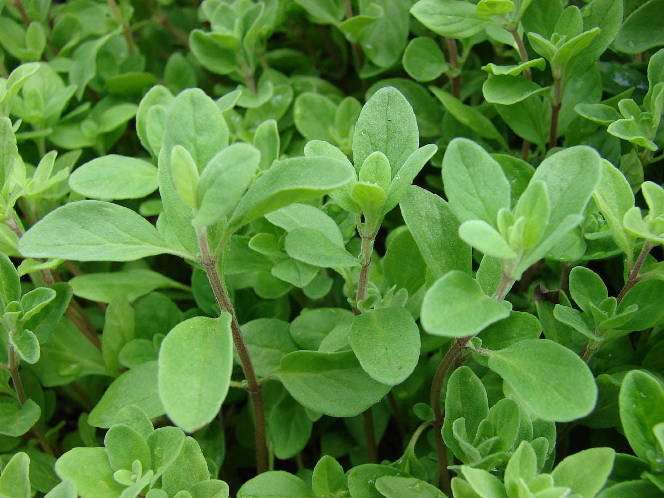 Sweet Marjoram Herb - Indoors or Out - 3