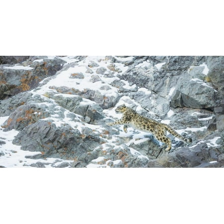 Snow Leopard (Panthera Uncia) Hemis National Park, India, February Print Wall Art By Wim van den