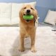 thumbnail image 4 of Dog Toothbrush Stick, Puppy Dental Care, Non-toxic Effective Bite-resistant Natural Rubber Chew Toy (green), 4 of 4