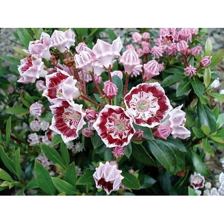Minuet Dwarf Mountain Laurel Kalmia Very Hardy 2 5 Pot Minuet Dwarf Mountain Laurel Kalmia Very Hardy 2 5 Pot