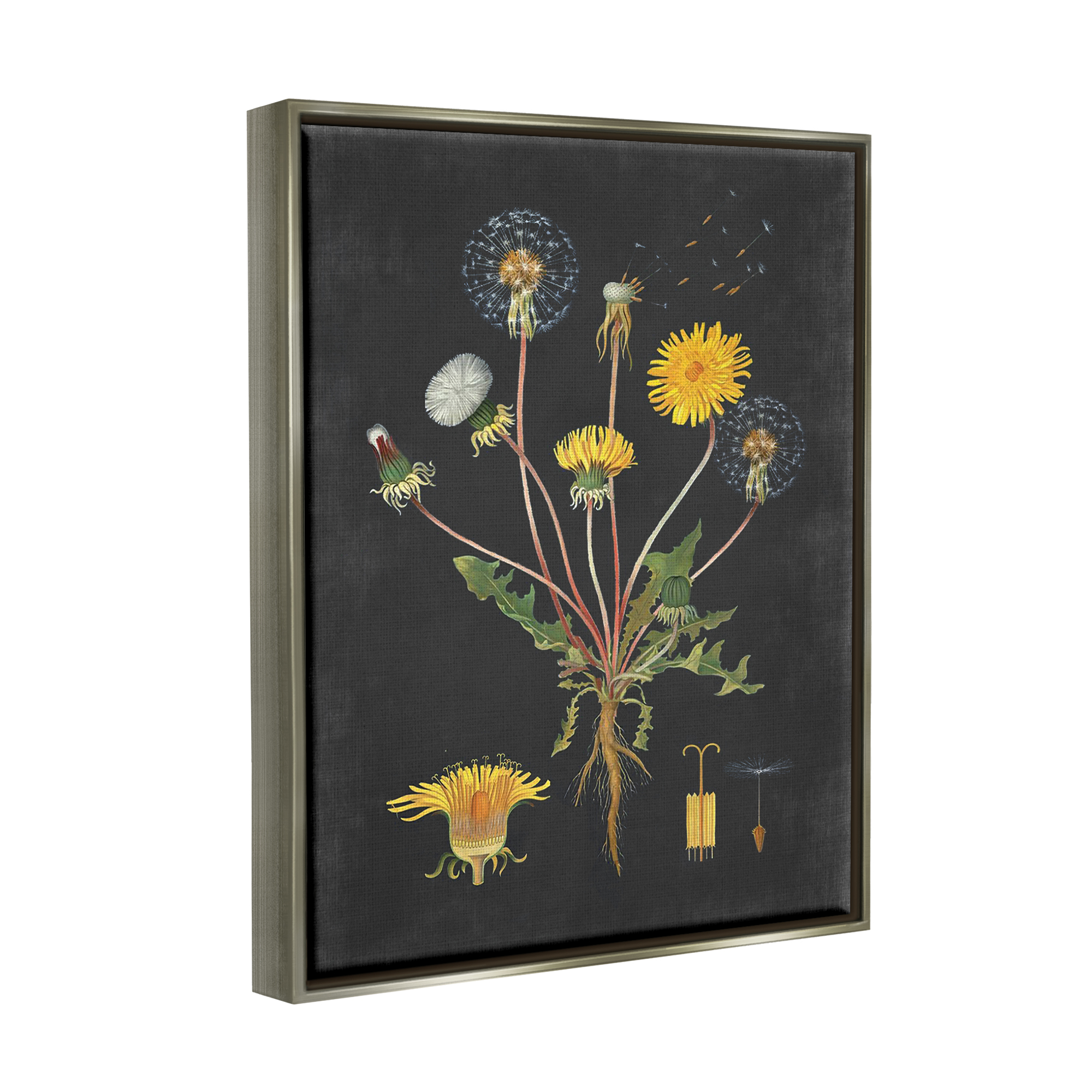 Stupell Industries Botanical Drawing Dandelion On Black Design Luster Gray Framed Floating Canvas Wall Art, 16x20, by Lettered and Lined