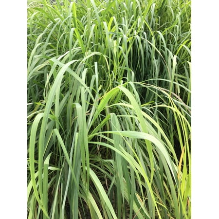 3 Lemongrass Plants in seperate 2.5 Inch (Best Ornamental Grasses For Containers)