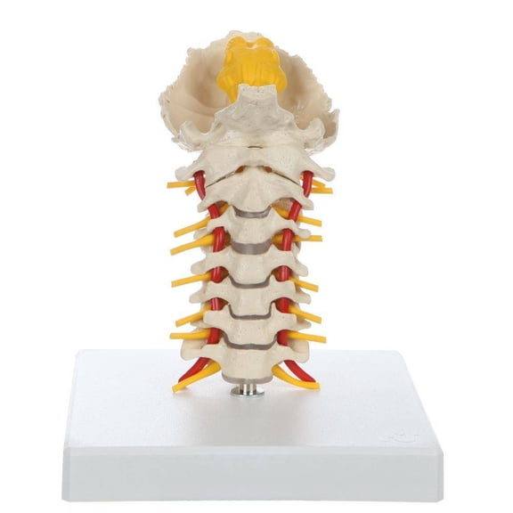 Rudiger Anatomie Premium Flexible Cervical Vertebral Column