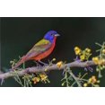 thumbnail image 2 of Jones, Adam 32x23 Black Ornate Wood Framed with Double Matting Museum Art Print Titled - Male Painted bunting Rio Grande Valley-Texas, 2 of 4