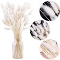 thumbnail image 2 of Jinsinto Rabbit Tail White Plants - Large Size - Dried Natural White, 2 of 4