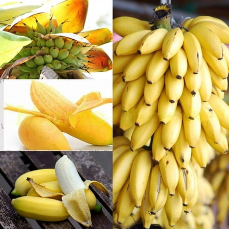 lzndeal 100Pcs Dwarf Banana Tree Seeds Mini Bonsai Plant Rare Fruits ...
