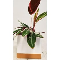 Live 6" Calathea Plant in Square, White Ceramic Container with Gold Dipped Bottom
