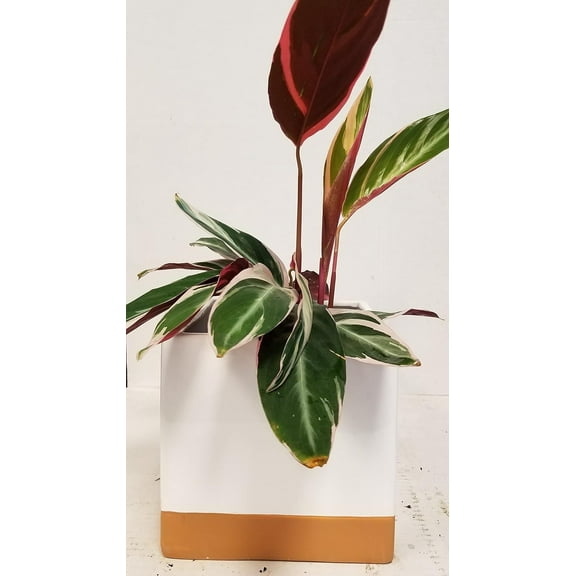 Live 6" Calathea Plant in Square, White Ceramic Container with Gold Dipped Bottom
