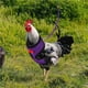 thumbnail image 4 of Naiovety Chicken Duck Harness Breathable Hen Elastic Pet Comfortable Portable Farm Walking Belt Training Garden Yard Vest Juegos de accesorios de baño No.9, 4 of 5