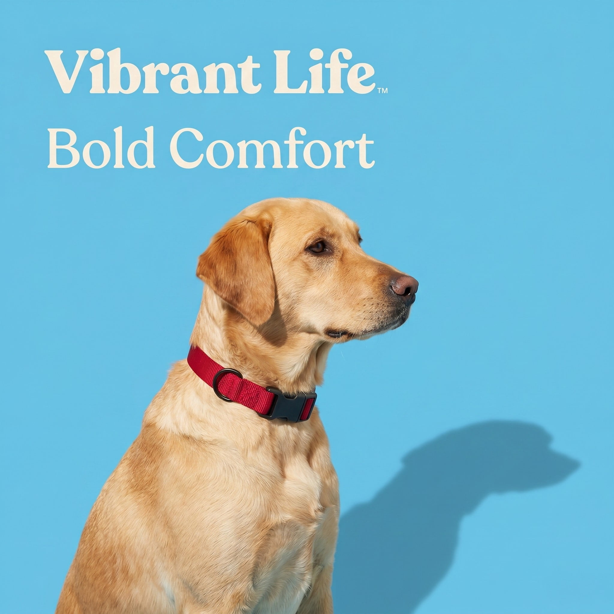 Vibrant Life Solid Polyester Adjustable Dog Collar, Red, L