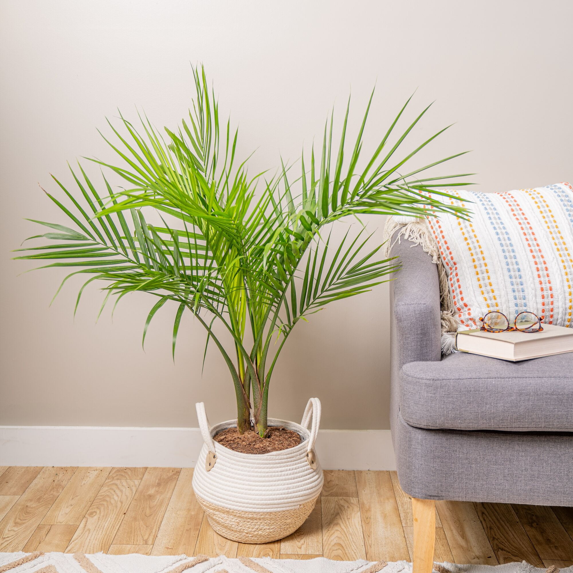 Costa Farms 32" Tall Majesty Palm, Bright Indirect Sunlight, Indoor Live House Plants in 9.84" Basket