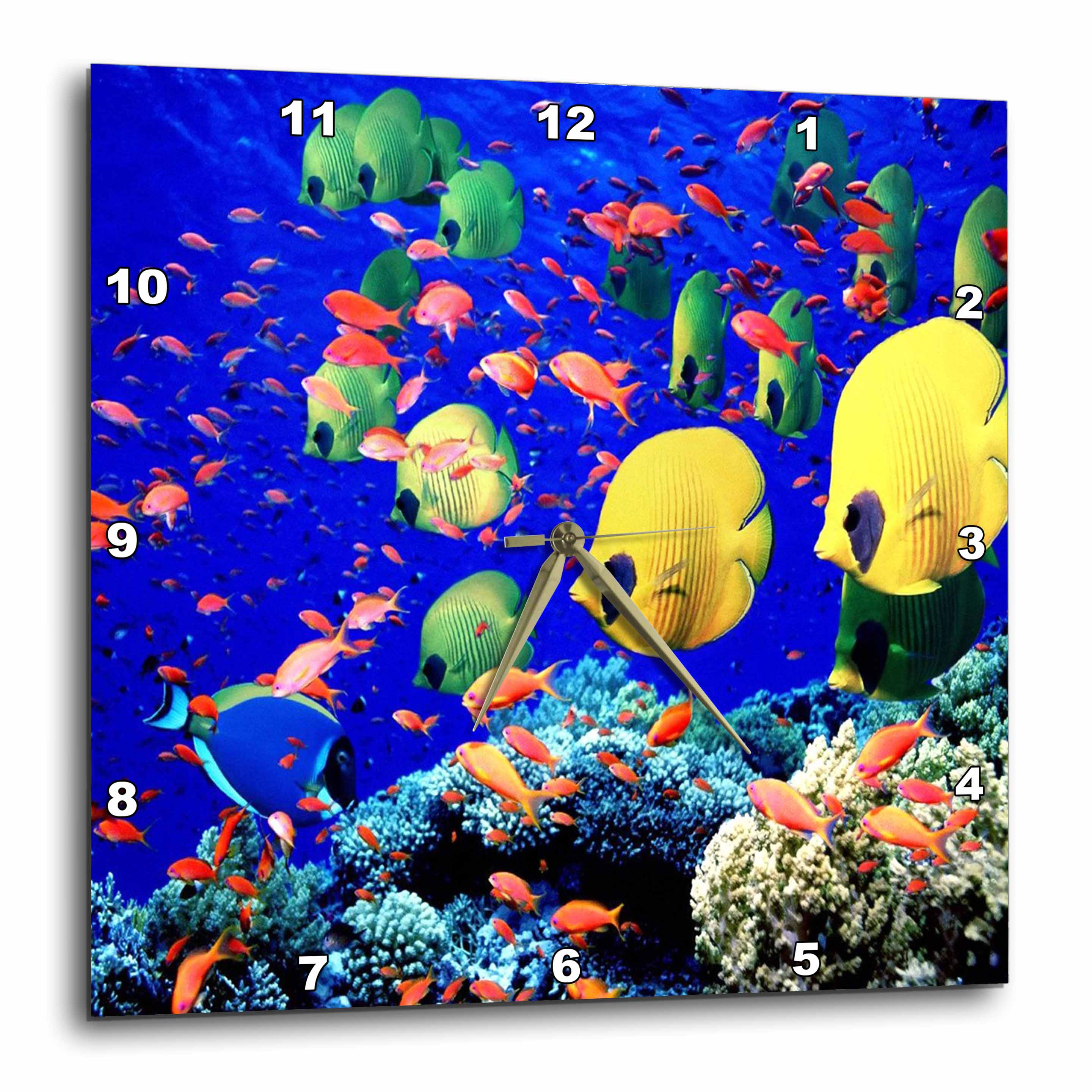 3dRose Very Colorful Fish Wall Clock, 10 by 10inch