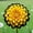 D, variant on Perennial Gorgeous -Dahlia Plant Bulbs - Easy Care / Low Maintenance - Ideal for Garden Landscape, Plant Hangers