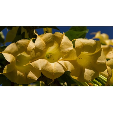 - Canvas Print Blooms Yellow Angel's Trumpet Flowers Brugmansia Stretched Canvas 10 x 14