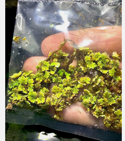 Azolla Filiculoides Fairy Moss Live Aquarium Floating Plant – Natural Oxygenating Aquatic Plant