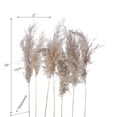 thumbnail image 3 of Maison Concepts Natural Dry Pampas (Gray) 2" X 1" X 25" -Set of 6, 3 of 4