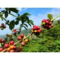 thumbnail image 5 of Cafe Crema Ground Coffee from Puerto Rico, 8 Ounce Bag, 5 of 7