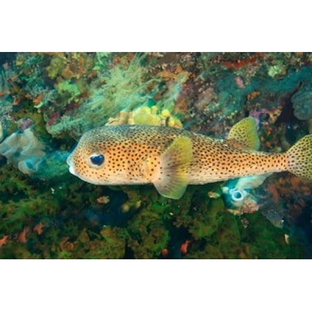 Pufferfish Scuba Diving Tukang Besi Indonesia Stretched Canvas - Stuart Westmorland  DanitaDelimont (26 x
