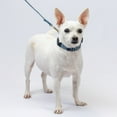 thumbnail image 3 of Country Brook Petz® Anchors Away Everyday Dog Collar and Leash, Extra Large, 3 of 7