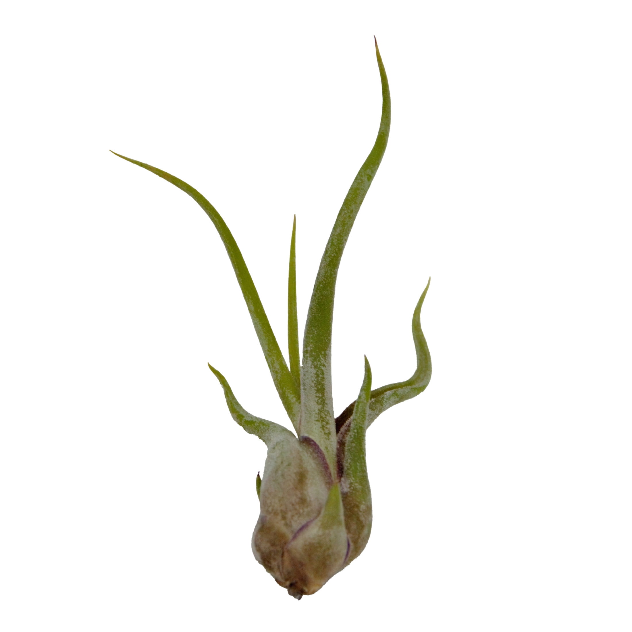 ReptiCulture Assorted Tillandsia Tropical 3 pk