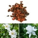 thumbnail image 3 of 50 piezas de semillas de flores de jazmín del Cabo Gardenia Jasminoides para decoración de bonsáis de balcón y jardín de casa, 3 of 6