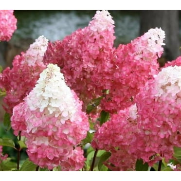 First Editions® Vanilla Strawberry™ Panicle Hydrangea - Live Plant - Full Gallon Pot