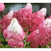 First Editions Vanilla Strawberry Panicle Hydrangea - Live Plant - Full Gallon Pot