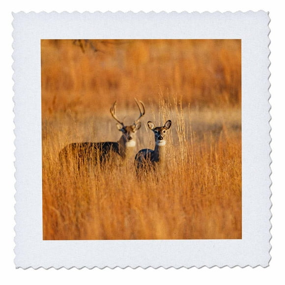 3dRose White-tailed Deer male and female in grassland habitat - Quilt Square, 14 by 14-inch