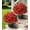Impatiens-red, variant on Geraniums Artificial Flowers for Outdoors, 2 Pack Potted Plants Fake Geranium Bush Realistic Fake Flowers UV Resistant Faux Flowers for Outdoor Planters Outside Gardens Front Door Yard Indoor,HotPink