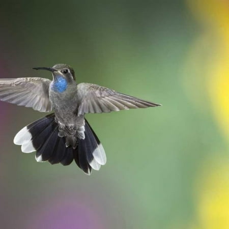 

AZ Madera Canyon Male blue-throated hummingbird by Wendy Kaveney - Item # VARPDXUS03BJY0105