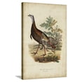 thumbnail image 1 of Wild Turkey, Animals Stretched Canvas Wall Art by Charles L Bonapart Sold by Art.Com, 1 of 5