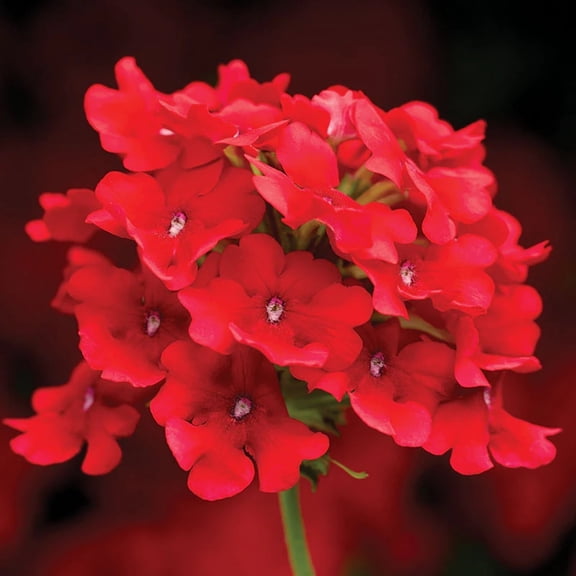 Harris Seeds - Verbena Obsession Cascade Scarlet Seed - 100 Seeds